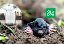 Как поймать крота с помощью обычной трехлитровой банки