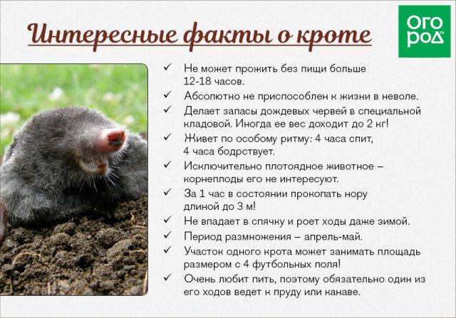 Как поймать крота с помощью обычной трехлитровой банки 