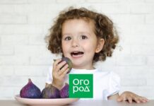 Как правильно есть свежий инжир: с кожурой или без нее?