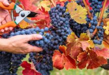 Как правильно обрезать виноград для успешной зимовки