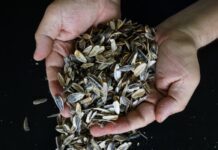 Как применить шелуху от семечек с пользой: 7 вариантов