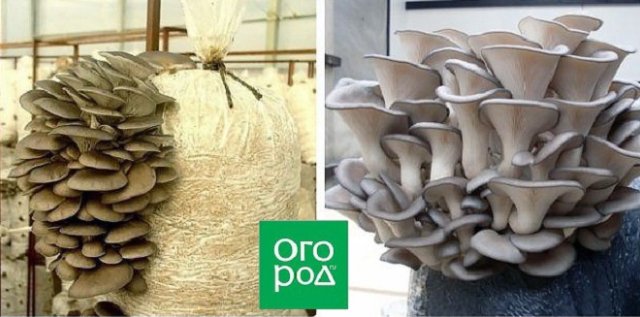 Как применить шелуху от семечек с пользой: 7 вариантов 