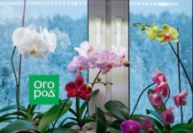 Как ухаживать за орхидеями осенью и зимой