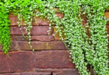 Как зимует дихондра