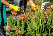 Канны на зиму – выкапывание и хранение