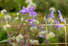 Клематисы осенью: посадка, пересадка, уход, обрезка и подготовка к зиме