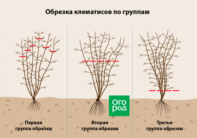 Клематисы осенью: посадка, пересадка, уход, обрезка и подготовка к зиме 