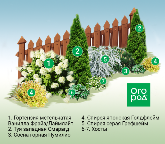 Клумбы вдоль забора: схемы для солнца и тени 