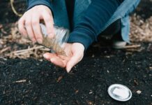 Кому запрещены подзимние посевы овощей