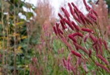 Кровохлебка в дизайне сада: лучшие сорта и места для посадки