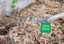 Куда девать старую мульчу из теплицы