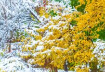 Почему не опадают листья с деревьев и чем это опасно