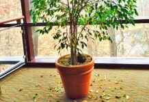 Почему засыхает и облетает фикус: 9 самых частых причин