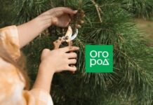 Правила осеннего черенкования для цветов и хвойных