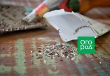 Сеем салат под зиму: сорта, сроки и правила