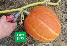 Сезон тыквы: убираем, храним, готовим