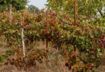 Советы эксперта: обрезка, обработка и укрытие винограда на зиму в средней полосе