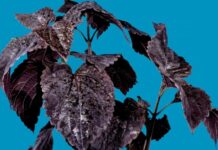 Таинственный сад: растения с почти черными листьями