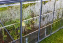 Теплица позеленела – что делать?