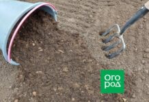 Торф: вносим на грядки и компостируем