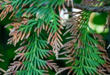 Туи стали коричневыми: лечить или выкорчевывать?