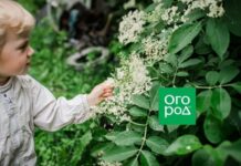 «В огороде бузина»… Посадка, сорта, уход и применение