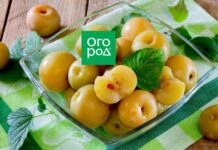 Вкусные моченые яблоки в домашних условиях – простые рецепты для каждого