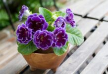 Выращивание глоксинии: от посева до цветения