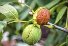 Что посадить рядом с грецким орехом