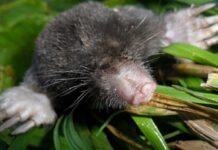 Дыры в газоне: кто поселился под землей и что с ними делать