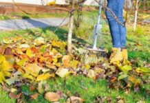 Искореняющая обработка мочевиной – за и против