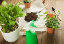 Как ухаживать за декабристом, чтобы он цвел каждый год