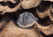 Морозы есть, а снега нет – как помочь растениям