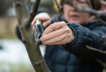 Не успели обрезать сад до холодов – что делать?