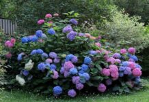 Укрытие крупнолистной гортензии на зиму – личный опыт садоводов