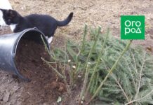 Укрываем розы на зиму: 5 беспроигрышных вариантов