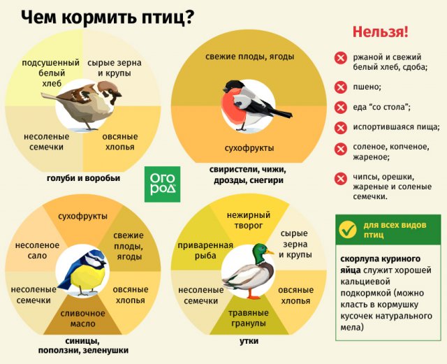 Чем кормить птиц зимой – не навреди! 