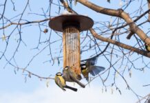 Чем кормить птиц зимой – не навреди!