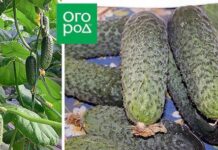 Как выбрать 5 сортов огурцов, которых хватит для всего