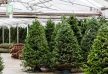 Как выбрать живую елку на Новый год, чтобы она долго стояла