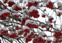 Народные приметы зимы