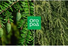 Тсуга канадская: описание, посадка и уход