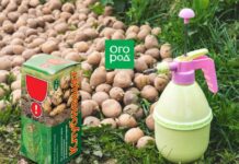 5 главных проблем с картошкой и способы их решения