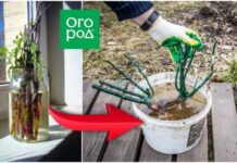 Как помочь слабым саженцам окрепнуть и укорениться