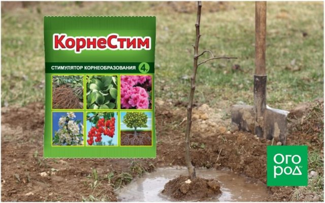 Как помочь слабым саженцам окрепнуть и укорениться 