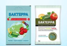 Как спасти огурцы и томаты от самых опасных болезней