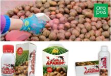 Как защитить картошку от проволочника и «колорадов» на все лето