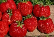 Лучшие ремонтантные сорта клубники: Топ 19 самых популярных видов, рейтинг 2024 года