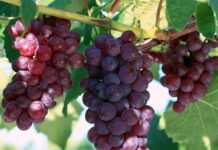 Лучшие сорта винограда: Топ 15 популярных видов, рейтинг 2024 года
