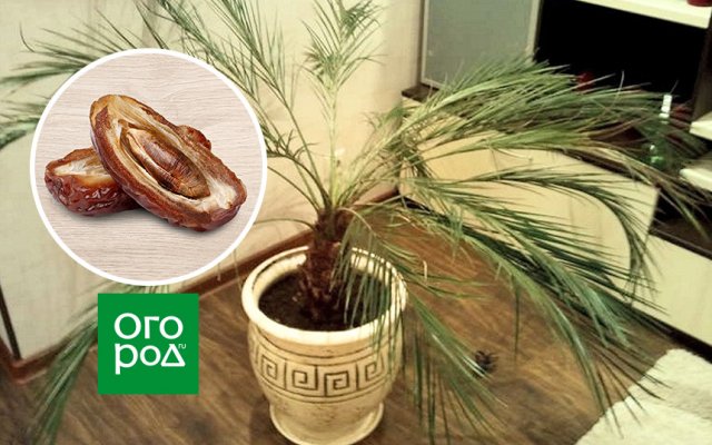 22 растения, которые можно вырастить из косточки на подоконнике и в саду 